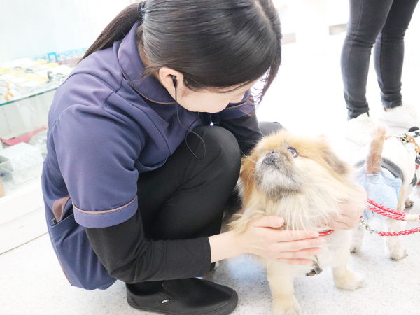 モデル犬の里帰り♪～ちゃちゃまるくん・白雪ちゃん～